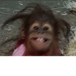 Honeyfull