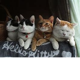 Cats life testing