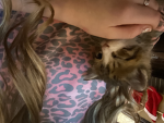 -Cute cat group-