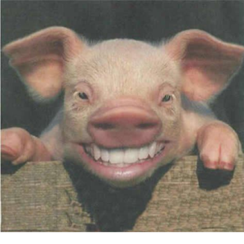 basically every piggy clone ever