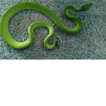 MARIOBUTTBLOX's Dads Animal.