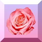 Rose Emporium ~ Clothing Group