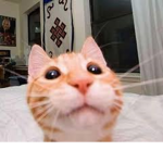RESPECT THE CATS!