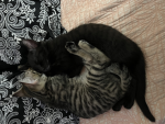 Puma and her sister