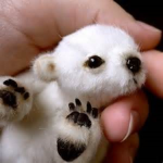 Warrior Polar Bear Spies