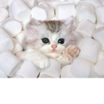 meowshmellows