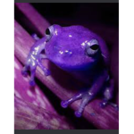 Purple frog
