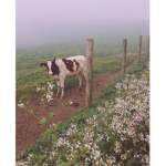 Asethetic Moos