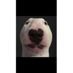 Muskratz