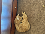 My cat biscuits