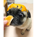 Pug Gang!!
