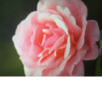 Flowergirl:3