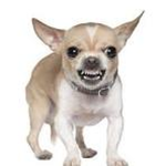 Team Angry Chihuahua