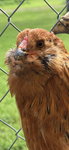 ChickenHamlet studios group