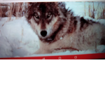 The sneaky wolves