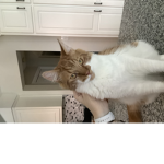 I love them Cats are the best