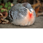 fat bird cult