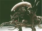 AVP FANS