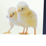 Best animal is a chicken