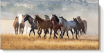Golden Horses Riding Academy