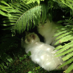 catnaps