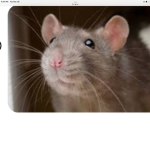 The Rat Army Of Independence