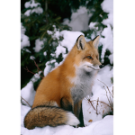 #The Fox Squad