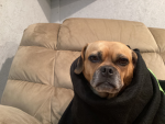 Pug in the rug