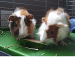 Guinea Pig Chat Club