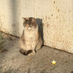 !Strays Cats!