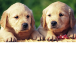 Kelseys friends