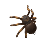 Tarantula (Face)