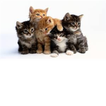 Cats 4 Life