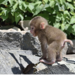 Monkey,gang