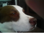puppys STUDIO DEVS