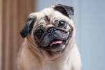 Mr. Pug Studios