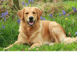 Dog Friendly Groupp
