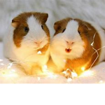 The Guinea Pig Society