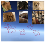 Love dogs and puppies!