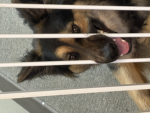 MyDogAteMyHomework……..