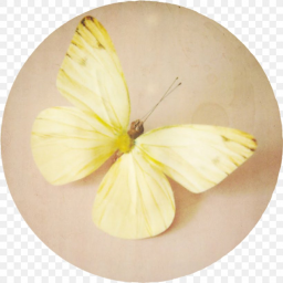 Pastel Yellow Parkour