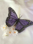 .*Lavender*.