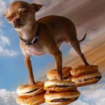 Chihuahua standing on cheeseburgers