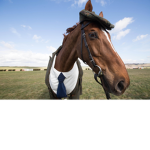 Luckyhorse riding club!!