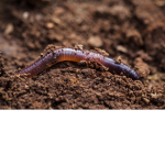 worms united!