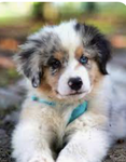 Puppies4342
