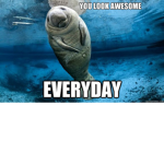 Manatee Meme T-Shirts