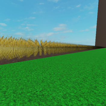 wheat field