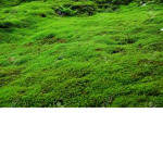 Mossed