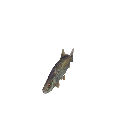 fish bike